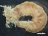  ( - HMSC174_03699)  @11 [ ] by-nc-sa  Unspecified Huntsman Marine Science Centre