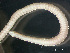  ( - HMSC174_03755)  @11 [ ] by-nc-sa  Unspecified Huntsman Marine Science Centre