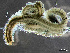  ( - HMSC174_02408)  @11 [ ] by-nc-sa  Unspecified Huntsman Marine Science Centre