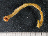  ( - HMSC174-00009)  @11 [ ] by-nc-sa  Unspecified Huntsman Marine Science Centre