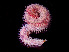  ( - HMSC174-00009)  @11 [ ] CreativeCommons - Attribution Non-Commercial Share-Alike (2023) Unspecified Huntsman Marine Science Centre