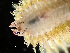  ( - HMSC174-00060)  @11 [ ] CreativeCommons - Attribution Non-Commercial Share-Alike (2023) Unspecified Huntsman Marine Science Centre