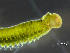  ( - HMSC174-00397)  @11 [ ] CreativeCommons - Attribution Non-Commercial Share-Alike (2023) Unspecified Huntsman Marine Science Centre