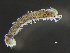  ( - HMSC174-00596)  @11 [ ] by-nc-sa  Unspecified Huntsman Marine Science Centre
