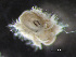  ( - HMSC174-00638)  @11 [ ] by-nc-sa  Unspecified Huntsman Marine Science Centre