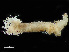  (Trichobranchus glacialis - HMSC174-00989)  @11 [ ] CreativeCommons - Attribution Non-Commercial Share-Alike (2023) Unspecified Huntsman Marine Science Centre