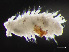 ( - HMSC174-00990)  @11 [ ] CreativeCommons - Attribution Non-Commercial Share-Alike (2023) Unspecified Huntsman Marine Science Centre