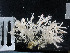  (Cladorhiza - DY081_0325)  @11 [ ] CreativeCommons - Attribution Share-Alike (2025) Unspecified Huntsman Marine Science Centre