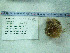  ( - DY081_0342)  @11 [ ] CreativeCommons - Attribution Share-Alike (2025) Unspecified Huntsman Marine Science Centre