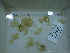  ( - DY081_0849)  @11 [ ] CreativeCommons - Attribution Share-Alike (2025) Unspecified Huntsman Marine Science Centre