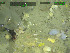  ( - DY081_1387)  @11 [ ] CreativeCommons - Attribution Share-Alike (2025) Unspecified Huntsman Marine Science Centre