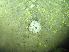  ( - DY081_1404)  @11 [ ] CreativeCommons - Attribution Share-Alike (2025) Unspecified Huntsman Marine Science Centre