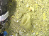  ( - DY081_0313)  @11 [ ] CreativeCommons - Attribution Share-Alike (2025) Unspecified Huntsman Marine Science Centre