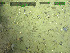  (Esperiopsidae - DY081_0317)  @11 [ ] CreativeCommons - Attribution Share-Alike (2025) Unspecified Huntsman Marine Science Centre