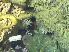  ( - DY081_0325)  @11 [ ] CreativeCommons - Attribution Share-Alike (2025) Unspecified Huntsman Marine Science Centre