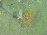 ( - DY081_0841)  @11 [ ] CreativeCommons - Attribution Share-Alike (2025) Unspecified Huntsman Marine Science Centre
