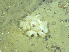 ( - DY081_0849)  @11 [ ] CreativeCommons - Attribution Share-Alike (2025) Unspecified Huntsman Marine Science Centre