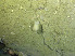  ( - DY081_0856)  @11 [ ] CreativeCommons - Attribution Share-Alike (2025) Unspecified Huntsman Marine Science Centre