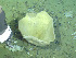  ( - DY081_0861)  @11 [ ] CreativeCommons - Attribution Share-Alike (2025) Unspecified Huntsman Marine Science Centre