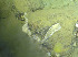  (Biemna dautzenbergi - DY081_0876)  @11 [ ] CreativeCommons - Attribution Share-Alike (2025) Unspecified Huntsman Marine Science Centre