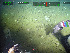  ( - DY081_0881)  @11 [ ] CreativeCommons - Attribution Share-Alike (2025) Unspecified Huntsman Marine Science Centre