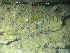  (Hamacantha papillata - DY081_0890)  @11 [ ] CreativeCommons - Attribution Share-Alike (2025) Unspecified Huntsman Marine Science Centre