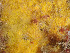  ( - Brier004)  @11 [ ] CreativeCommons - Attribution Share-Alike  Unspecified Huntsman Marine Science Centre