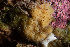  ( - ARC82017)  @11 [ ] Unspecified (default): All Rights Reserved  Huntsman Marine Science Centre Unspecified