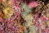  ( - ARC82076)  @11 [ ] Unspecified (default): All Rights Reserved  Huntsman Marine Science Centre Unspecified