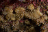  ( - ARC82021)  @11 [ ] Unspecified (default): All Rights Reserved  Huntsman Marine Science Centre Unspecified