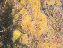  ( - GM2024_14)  @11 [ ] CreativeCommons - Attribution Share-Alike (2025) Unspecified Huntsman Marine Science Centre