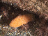  ( - GM2024_02)  @11 [ ] CreativeCommons - Attribution Share-Alike (2025) Unspecified Huntsman Marine Science Centre