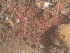  ( - GM2024_31)  @11 [ ] CreativeCommons - Attribution Share-Alike (2025) Unspecified Huntsman Marine Science Centre