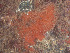  ( - GM2024_58)  @11 [ ] CreativeCommons - Attribution Share-Alike (2025) Unspecified Huntsman Marine Science Centre