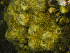  ( - HMSC174-00191)  @11 [ ] CreativeCommons - Attribution Non-Commercial Share-Alike (2023) Unspecified Huntsman Marine Science Centre