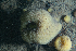  ( - HMSC174-01425)  @11 [ ] CreativeCommons - Attribution Share-Alike (2024) Unspecified Huntsman Marine Science Centre