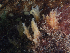  ( - HMSC174_02590)  @11 [ ] CreativeCommons - Attribution Share-Alike (2025) Unspecified Huntsman Marine Science Centre