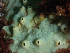  (Halichondria panicea - HMSC174_02477)  @11 [ ] CreativeCommons - Attribution Share-Alike (2025) Unspecified Huntsman Marine Science Centre