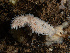  ( - HMSC174_02733)  @11 [ ] CreativeCommons - Attribution Share-Alike (2024) Unspecified Huntsman Marine Science Centre