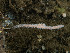  (Lycopodina cupressiformis - HMSC174_02735)  @11 [ ] CreativeCommons - Attribution Share-Alike (2024) Unspecified Huntsman Marine Science Centre
