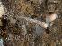  ( - HMSC174_02737)  @11 [ ] CreativeCommons - Attribution Share-Alike (2024) Unspecified Huntsman Marine Science Centre