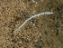 (Cladorhizidae - HMSC174_02740)  @11 [ ] CreativeCommons - Attribution Share-Alike (2024) Unspecified Huntsman Marine Science Centre