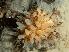  ( - HMSC174_02741)  @11 [ ] CreativeCommons - Attribution Share-Alike (2024) Unspecified Huntsman Marine Science Centre