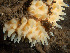  ( - HMSC174_02744)  @11 [ ] CreativeCommons - Attribution Share-Alike (2024) Unspecified Huntsman Marine Science Centre