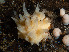  ( - HMSC174_02747)  @11 [ ] CreativeCommons - Attribution Share-Alike (2024) Unspecified Huntsman Marine Science Centre