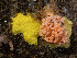  ( - HMSC174_02749)  @11 [ ] CreativeCommons - Attribution Share-Alike (2024) Unspecified Huntsman Marine Science Centre