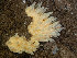  ( - HMSC174_02759)  @11 [ ] CreativeCommons - Attribution Share-Alike (2024) Unspecified Huntsman Marine Science Centre