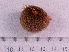  ( - HMSC174_02764)  @11 [ ] CreativeCommons - Attribution Share-Alike (2024) Unspecified Huntsman Marine Science Centre