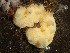  ( - HMSC174_02788)  @11 [ ] CreativeCommons - Attribution Share-Alike (2024) Unspecified Huntsman Marine Science Centre