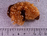  ( - HMSC174_02788)  @11 [ ] CreativeCommons - Attribution Share-Alike (2024) Unspecified Huntsman Marine Science Centre